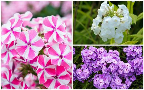 16 Different Types Of Phlox Plants Garden Lovers Club