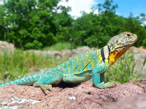 State Reptile Of Oklahoma Common Collared Lizard Symbol Hunt