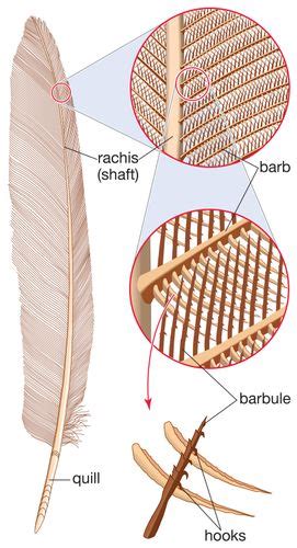 Barb Feather Britannica