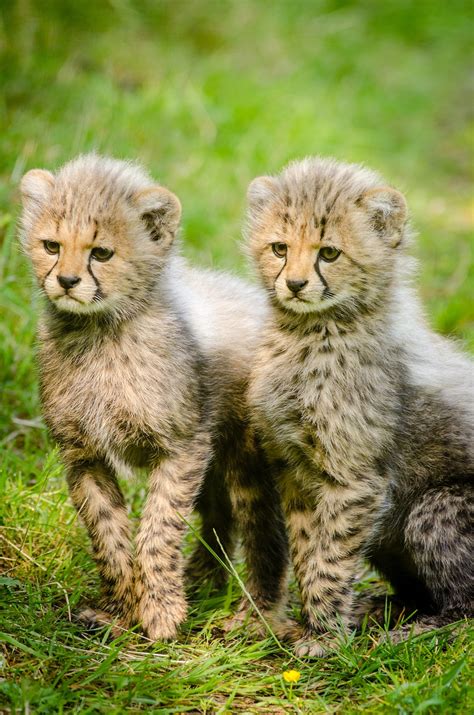 Free Photo Cheetah Cubs Animal Cheetah Cub Free Download Jooinn