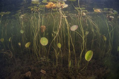 Photo Libre De Droit De Aquatic Plantes Dans Le Bassin Deau Douce