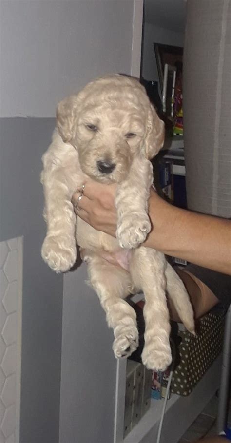 We match families with the puppy that we feel will be. Golden Doodle Puppies FOR SALE ADOPTION from Fort Myers ...