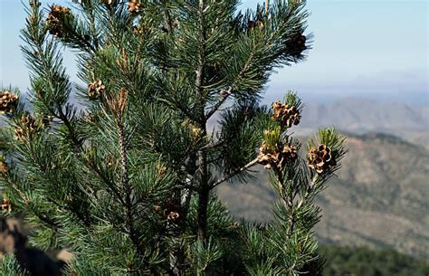 Pinon Pine Stock Photos Pictures And Royalty Free Images Istock