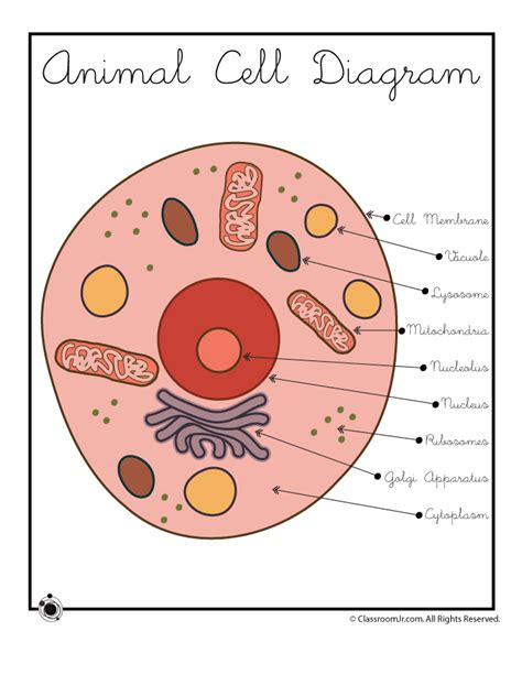 Identify each part by coloring it the color indicated in the word box. Animal Cell Diagram - Woo! Jr. Kids Activities