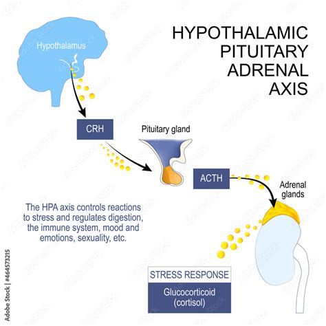 Hypothalamic Pituitary Adrenal Axis Stock Vector Adobe Stock