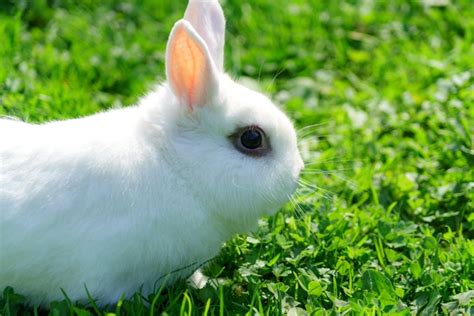 Dwarf Hotot Rabbits Breed Facts Information And Advice Pets4homes