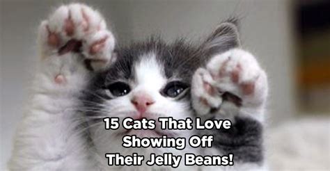 15 Cats That Love Showing Off Their Jelly Beans We Love Cats And Kittens