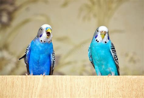 781 Two Budgie Stock Photos Free And Royalty Free Stock Photos From