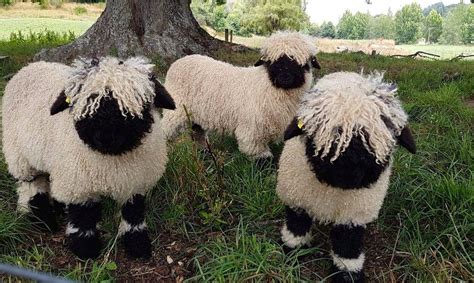 Valais Blacknose Sheep Originate From Switzerland However They Are