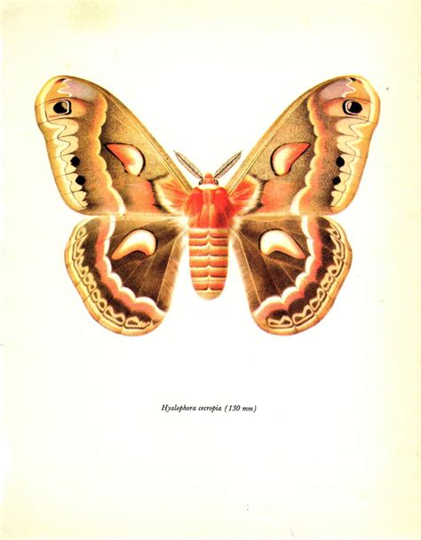 Vintage Moth Print The Cecropia Moth Illustration Butterfly Art
