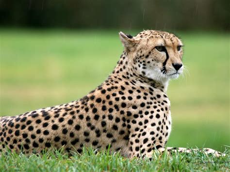 Cheetah Facts For Kids Cheetah Habitat And Diet