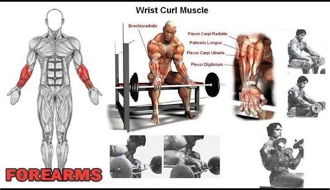 Forearm Training Is Important For Balance In Both Appearance And