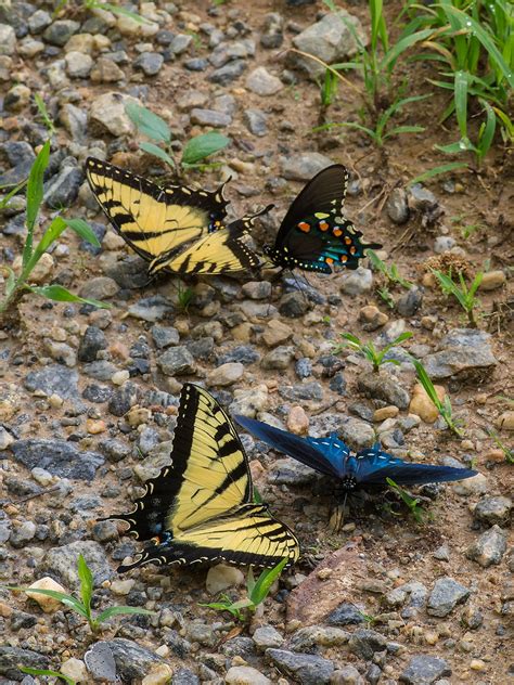 Butterflies Papilio Glaucus Eastern Tiger Swallowtail Flickr