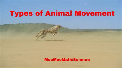 Life Science Types Of Animal Movement Youtube