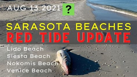 Red Tide Florida 2021 Update Sarasota Beaches Aug 13 Youtube