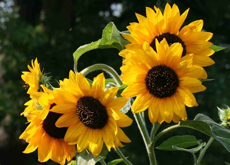 Resultado De Imagem Para Small Sunflower Small Sunflower Sunflower