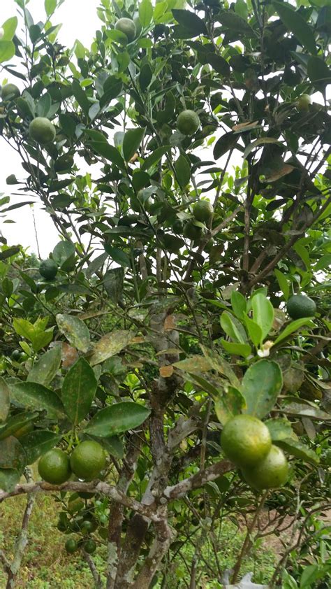 Boleh ikut step by step semai keratan batang limau kasturi yang dikongsi oleh pyan sempoy ini. Warisan Petani: Limau Kasturi : Tanam Sepokok Tak Habis Makan.