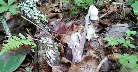 Rare Pink Variation Of A Ghost Mushroom Imgur