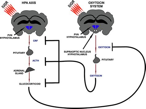 Frontiers Modulating The Oxytocin System During The Perinatal Period