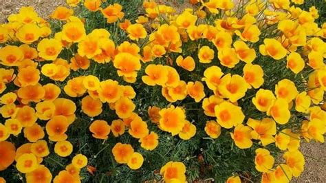 There are 11 power plants in el paso county, texas, serving a population of 834,825 people in an area of 1,013 square miles. El Paso poppies | Poppies, Plants, Garden