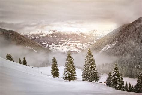 Winter Landscape Covered In Snow With Pine Trees Image Free Stock Photo Public Domain Photo