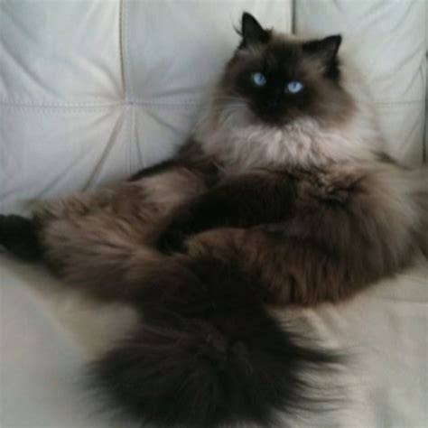 Pusskitmy Seal Point Himalayan Beautiful Cats Pretty