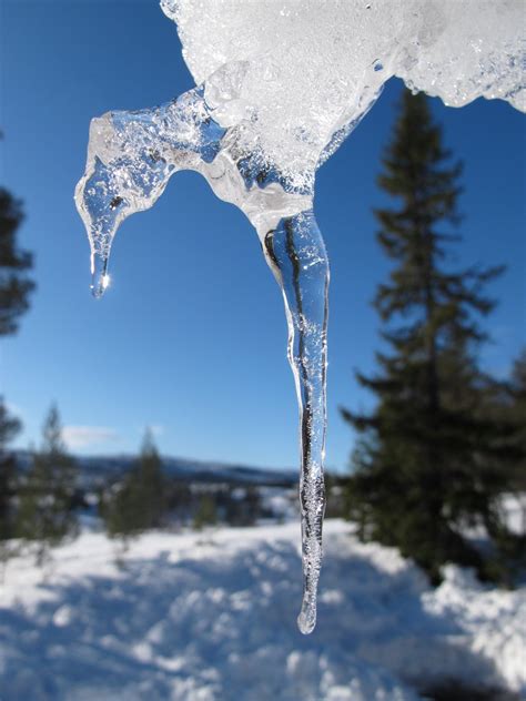 Icicle Free Photo Download Freeimages
