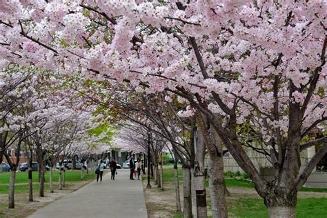 5 places to find cherry blossoms in Toronto beyond High Park