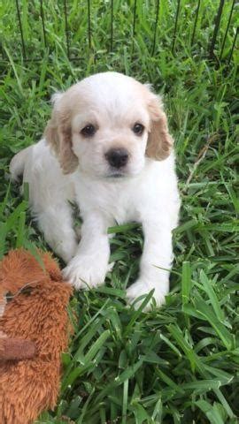 Should there not be any american cocker spaniel puppy listings shown, please complete the form accordingly to register your interest in buying an american cocker spaniel. CKC Cocker Spaniel puppies for Sale in Houston, Texas ...