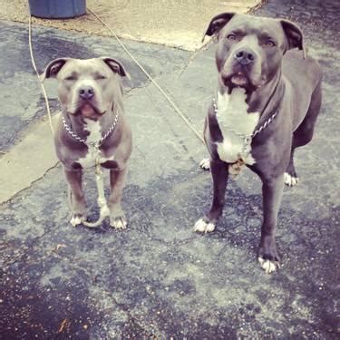 Dogs for adoption, therapy welcome to the home of the best pitbull puppies for sale in the world, let us say that again, the best. They are here!!! Beautiful Blue nose Pitbull puppies for Sale in Chesterfield, Connecticut ...