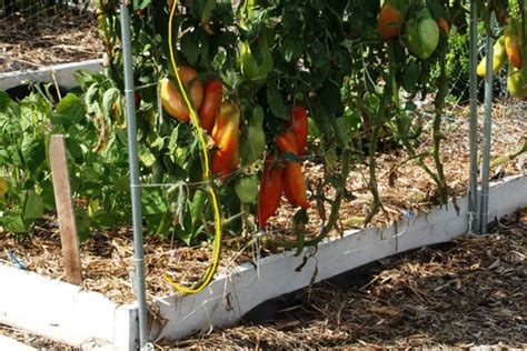 Top 10 Reasons Why Growing Tomatoes On Trellis Netting Is Fantastic