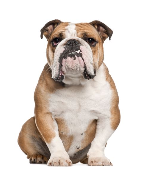 The Truth About English Bulldog Entropion What You Need To Know