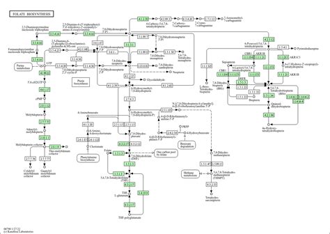 Kegg Pathway Bacterial Invasion Of Epithelial Cells Homo Sapiens Human