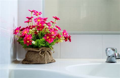 6 Best Plants For Bathroom The Made Thing