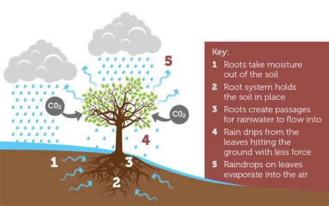 How Trees Reduce The Risks Caused By Flooding Protect Earth