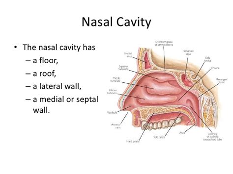 The nasal septum divides the cavity into two cavities, also known as fossae. Anatomy of nose and paranasal sinus