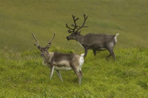 Importing Exotics Reindeer California Outdoors Q And A