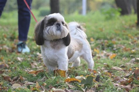 Pekingese Shih Tzu Mix Care Guide A Pampered Palace Pup Perfect Dog