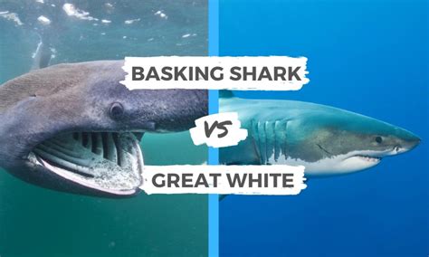 Basking Shark Vs Great White Surfs Up Magazine