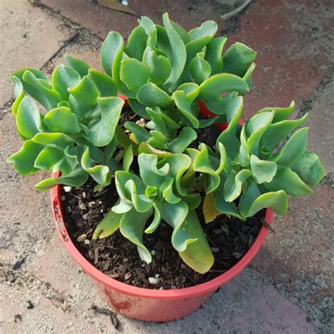 The various types of jade plants are among the most popular houseplants in the world. Succulent Types - Succulent of the Month Club Subscription