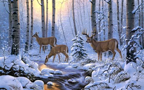 Animal Deer Hd Wallpaper By Derk Hansen