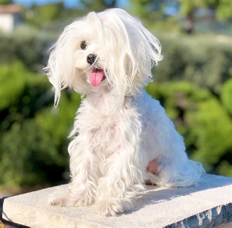 The 50 Most Charming Maltese Haircuts Trending In 2023 Affopedia