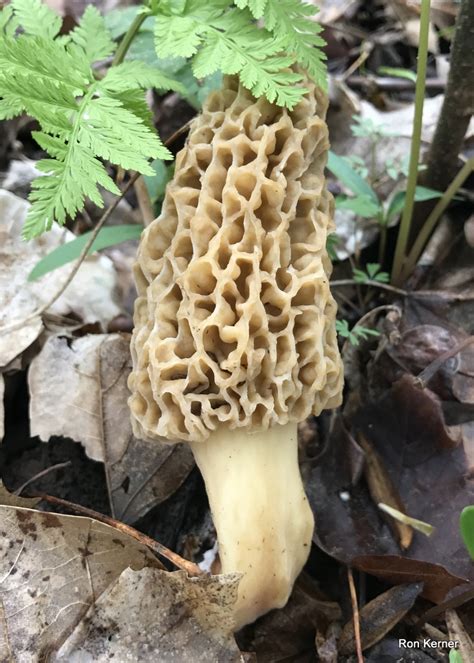 Morel Mushrooms At Indiana Mushrooms