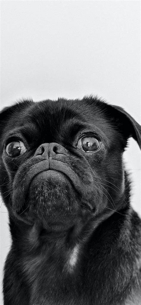 Black Pug Iphone Wallpapers Free Download