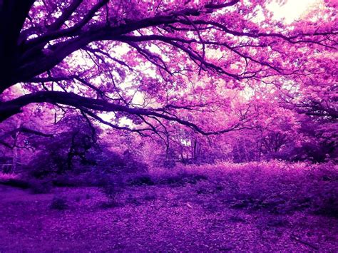 Purple Forest Wallpapers Top Free Purple Forest