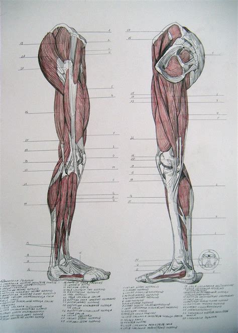 Muscles Of Legs Sides By Reinisgailitis On Deviantart Arm Anatomy