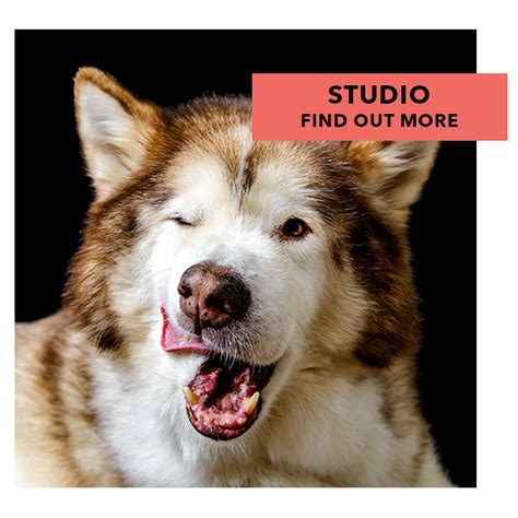 Studio Dog Photography Dog Portrait Photography At Your Home