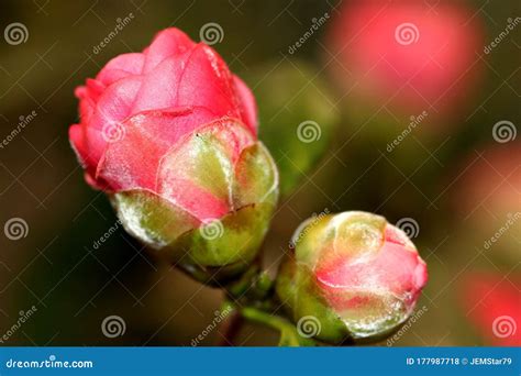 Miniature Pink Rosebuds Stock Photo Image Of Garden 177987718