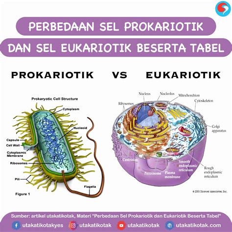 Perbedaan Sel Prokariotik Dan Sel Eukariotik B Utakatikotak