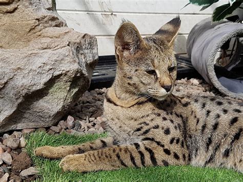 Savannah cats & kittens in uk. F1 Savannah Cat errr....Not For Sale - Cats from your ...